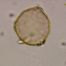 Ostrya virginiana, single grain. Herb. MIN